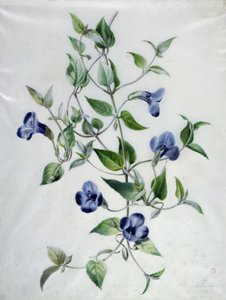 Composizioni floreali